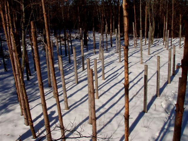 Forest Woodhenge: Winter Solstice: True Noon (2)