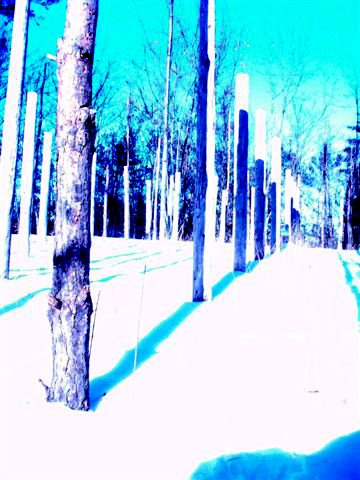 Forest Woodhenge: Winter Solstice: True Noon (4)