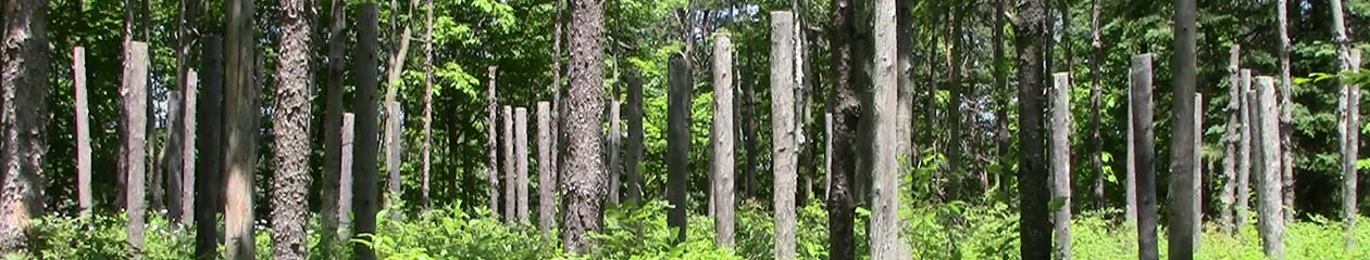 Forest Woodhenge