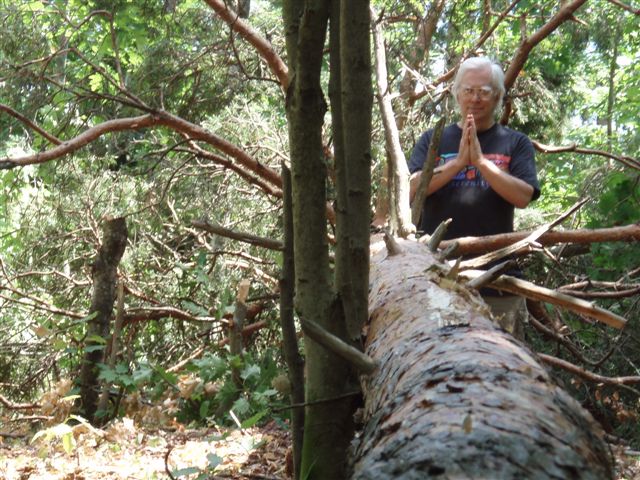 Robin's prayer for the pine tree