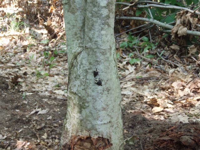 Bugs on Oak