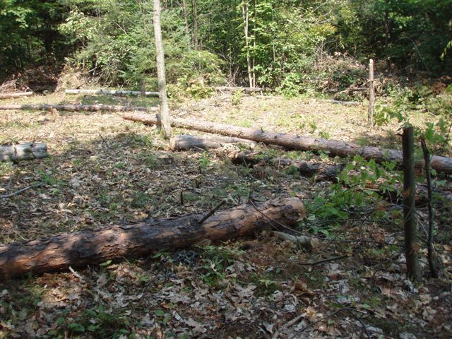 Circle with stumps and logs 2