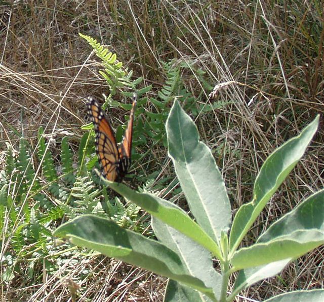 Monarch on milkweed 2