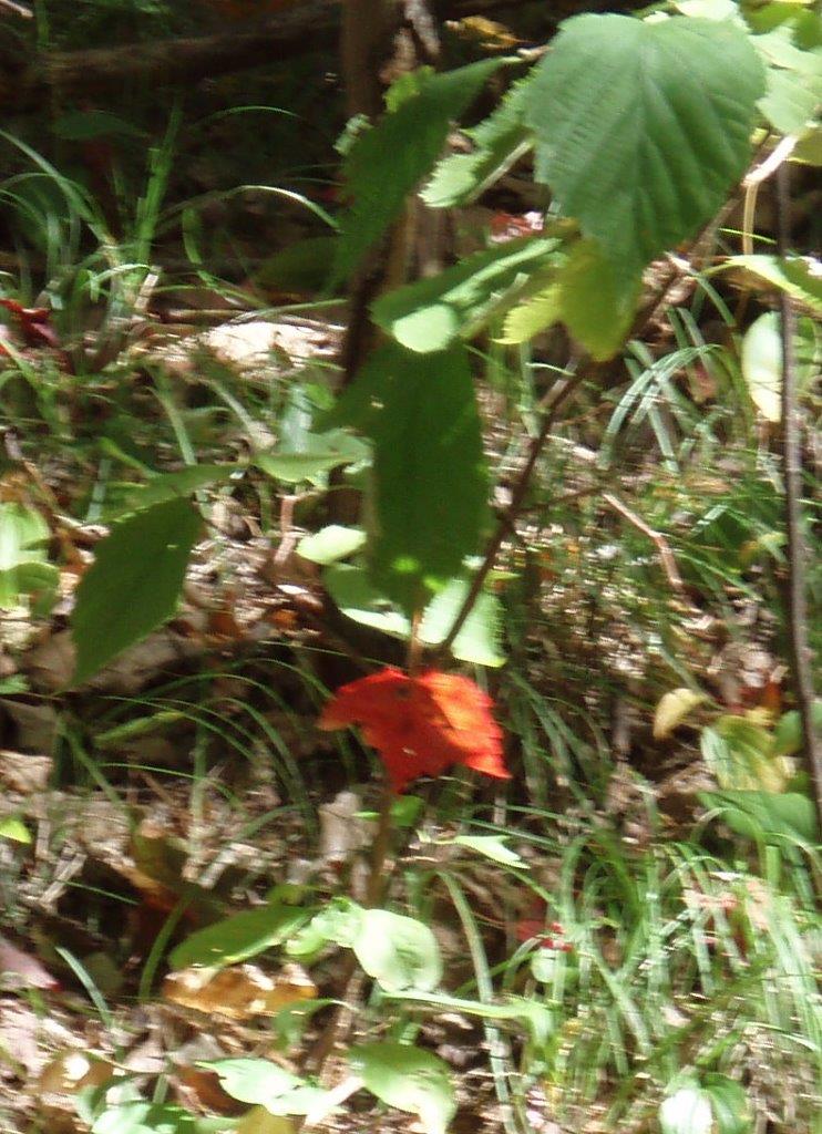 In The Forest - a Maple Leaf!