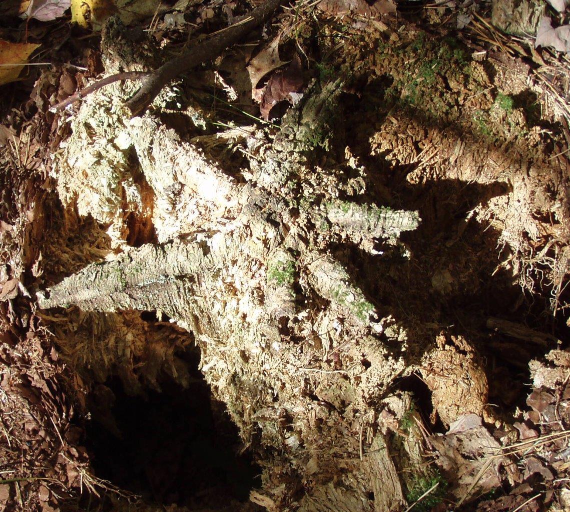 In The Forest - a Rotted Tree Stump