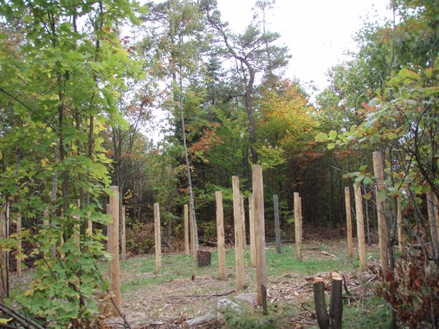 Forest Woodhenge - Bent Pine