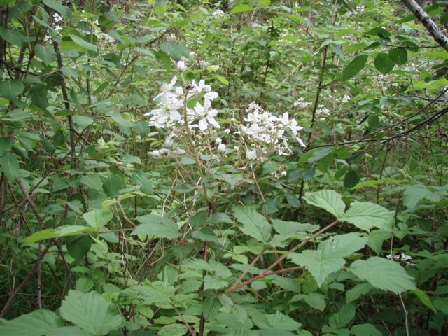 Forest Woodhenge - Wild Flowers 5