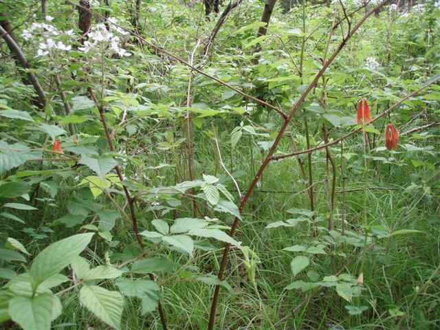 Forest Woodhenge - Wild Flowers 4