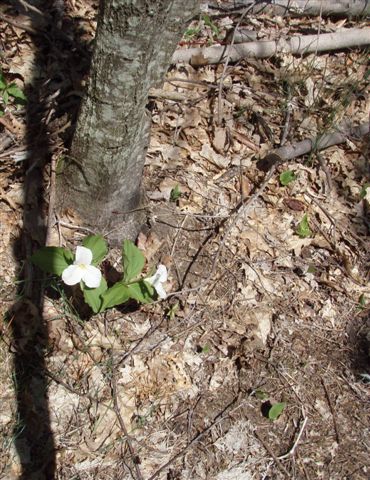 Forest Woodhenge - two Trilliums