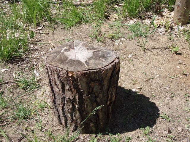 Forest Woodhenge - Star Stump!