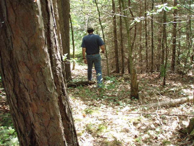 Forest Woodhenge - Eastern Path
