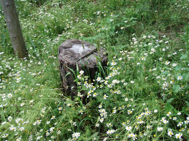 Star Stump and flowers