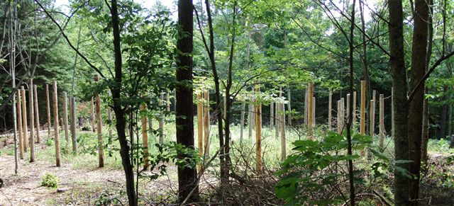 Forest Woodhenge - 5 circles