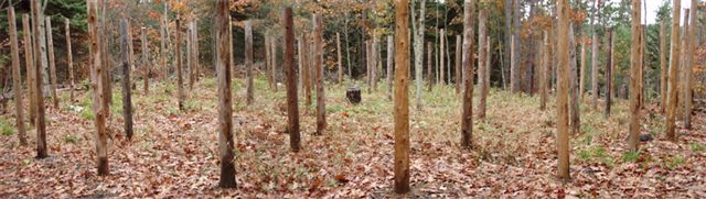 Forest Woodhenge - Scorpio wide