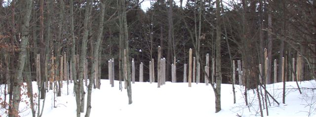 Forest Woodhenge at MidWinter 2009