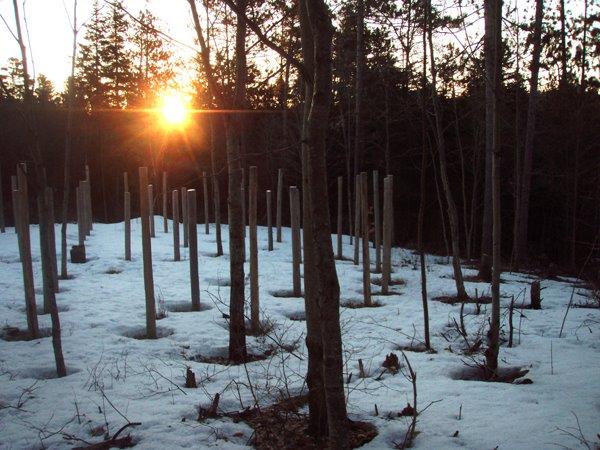 Forest Woodhenge - Spring Equinox - Sunrise