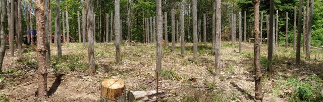 Forest Woodhenge panorama at Noon