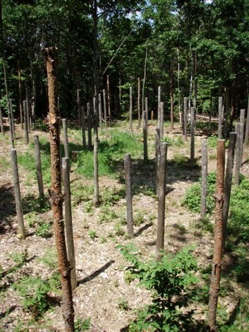 Forest Woodhenge Eastern half