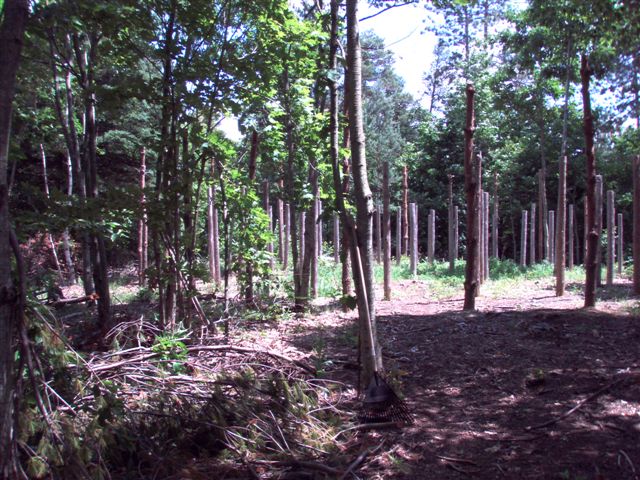 Forest Woodhenge Eastern Half