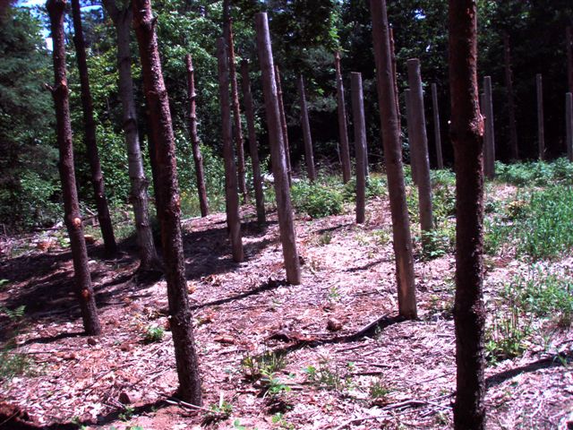 Forest Woodhenge Eastern rim