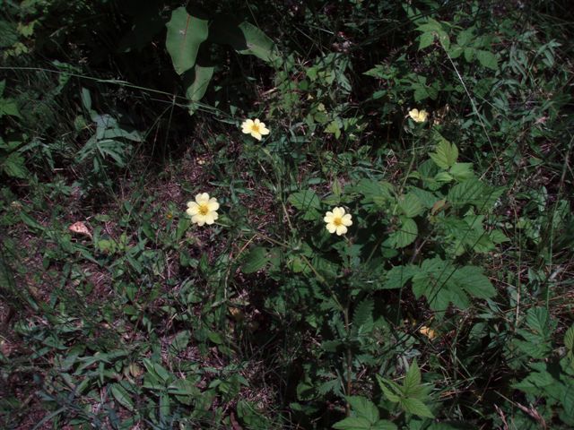Forest Woodhenge flowers