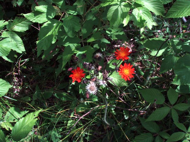 Forest Woodhenge flowers (4) 