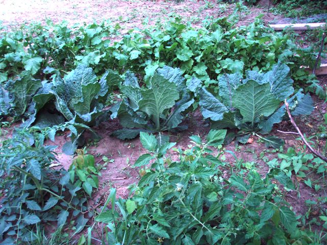 Potatoes, Cabbages, Turnips