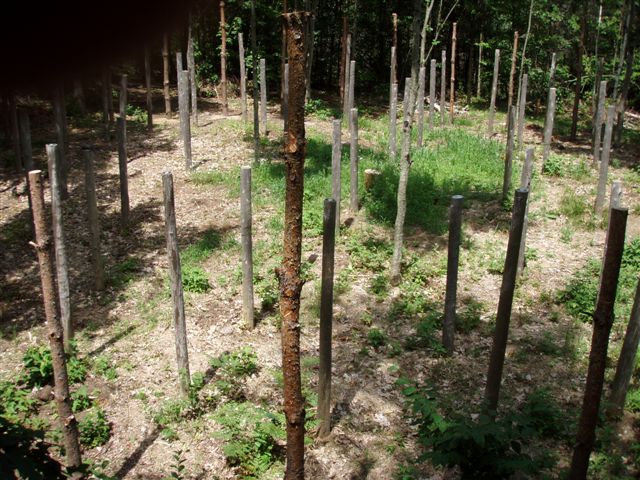 Forest Woodhenge - True Noon (2)