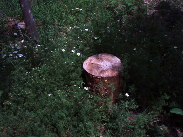 Forest Woodhenge - Star Stump