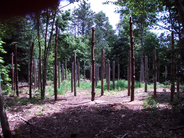 Forest Woodhenge - From Entrance
