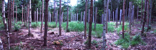 Forest Woodhenge Panorama