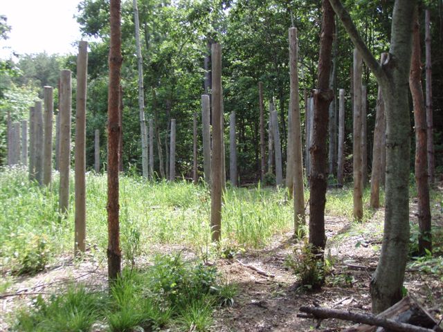 Forest Woodhenge - Midsummer-South