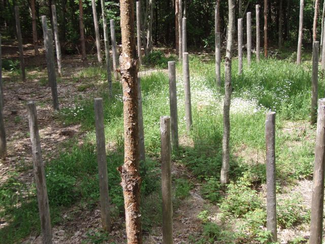 Forest Woodhenge - Midsummer (2)