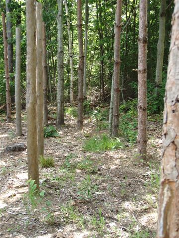 Forest Woodhenge - Midsummer (16)