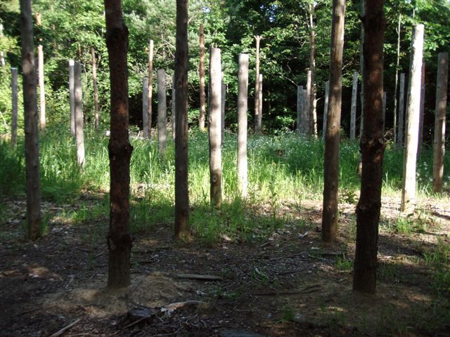 Forest Woodhenge - Midsummer (20)