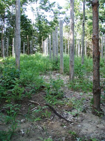 Forest Woodhenge - Midsummer (22)