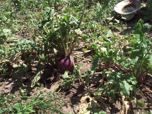 Woodhenge Garden - Big Turnips!!