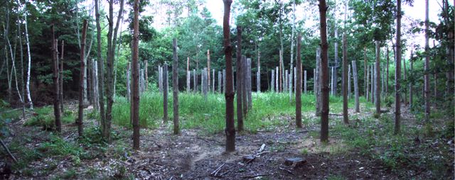 Forest Woodhenge Panorama