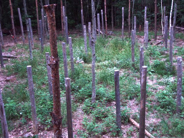Forest Woodhenge: Centre