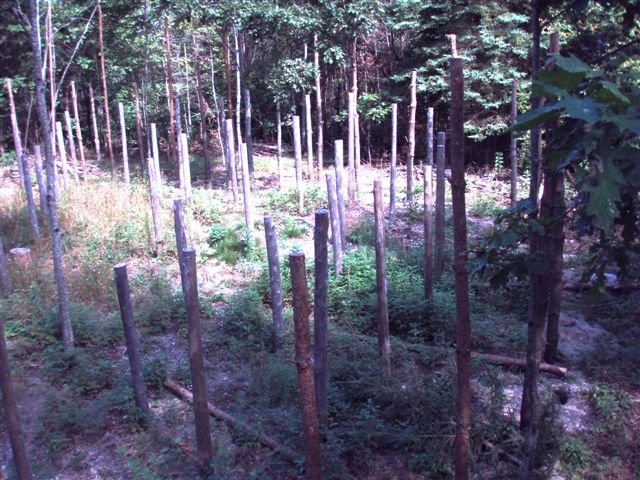 Forest Woodhenge Postholes (2)