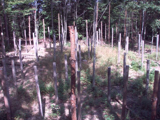 Forest Woodhenge Postholes (3)