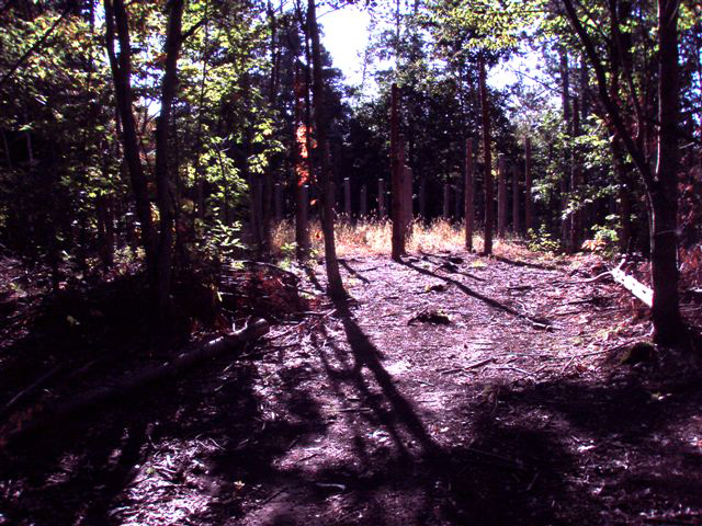 Forest Woodhenge Sept. 24, 2009 (2)