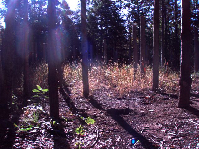 Forest Woodhenge Sept. 24, 2009 (4)