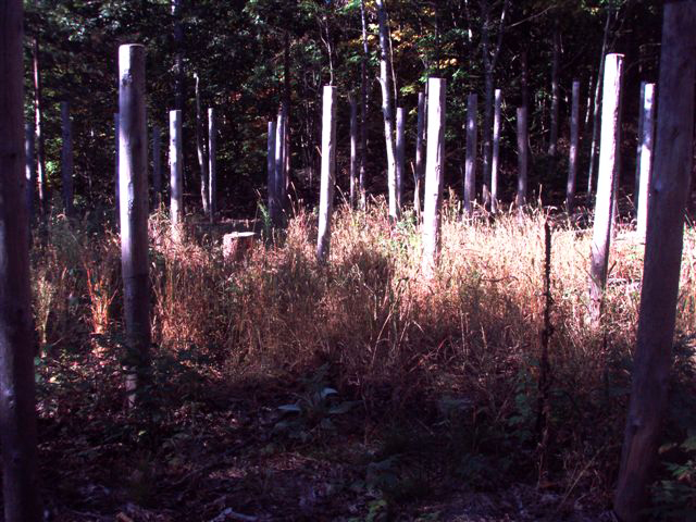Forest Woodhenge Sept. 24, 2009 (5)