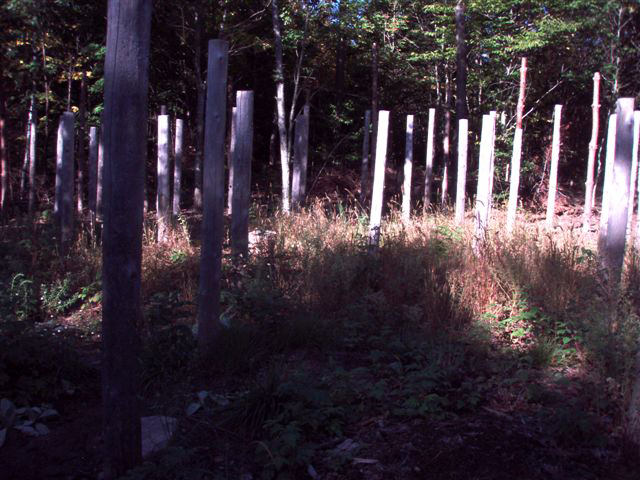 Forest Woodhenge Sept. 24, 2009 (6)