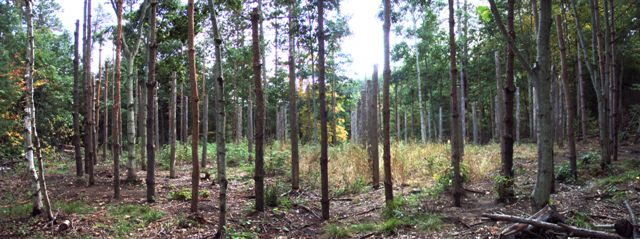 Forest Woodhenge Complete: Panorama