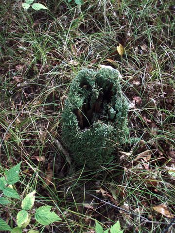 Forest Wonders: Moss Covered Stump