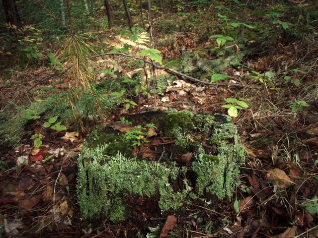 Forest Wonders: Moss Covered Stump (5)