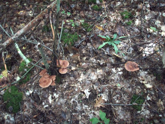 Forest Wonders: Mushrooms (1)