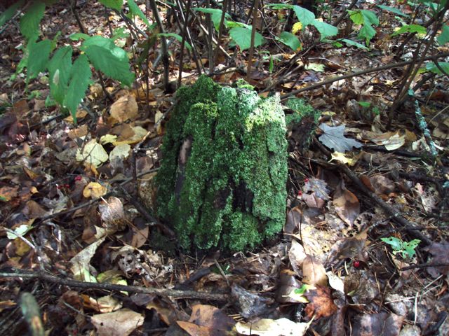 Forest Wonders: Moss Covered Stump (6) 